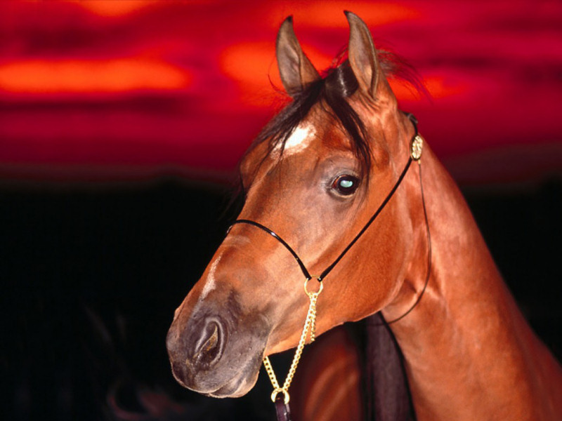 Cavallo (800x600 - 101 KB)