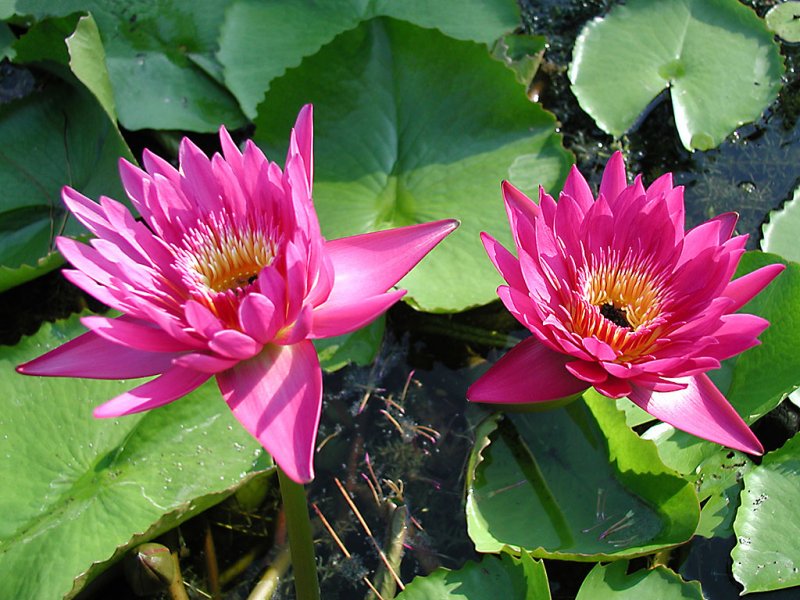 Fiore di loto (800x600 - 114 KB)
